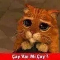 İKİ ALİNİN DE DELİSİYİM DOĞRU.NE YAPAYIM?