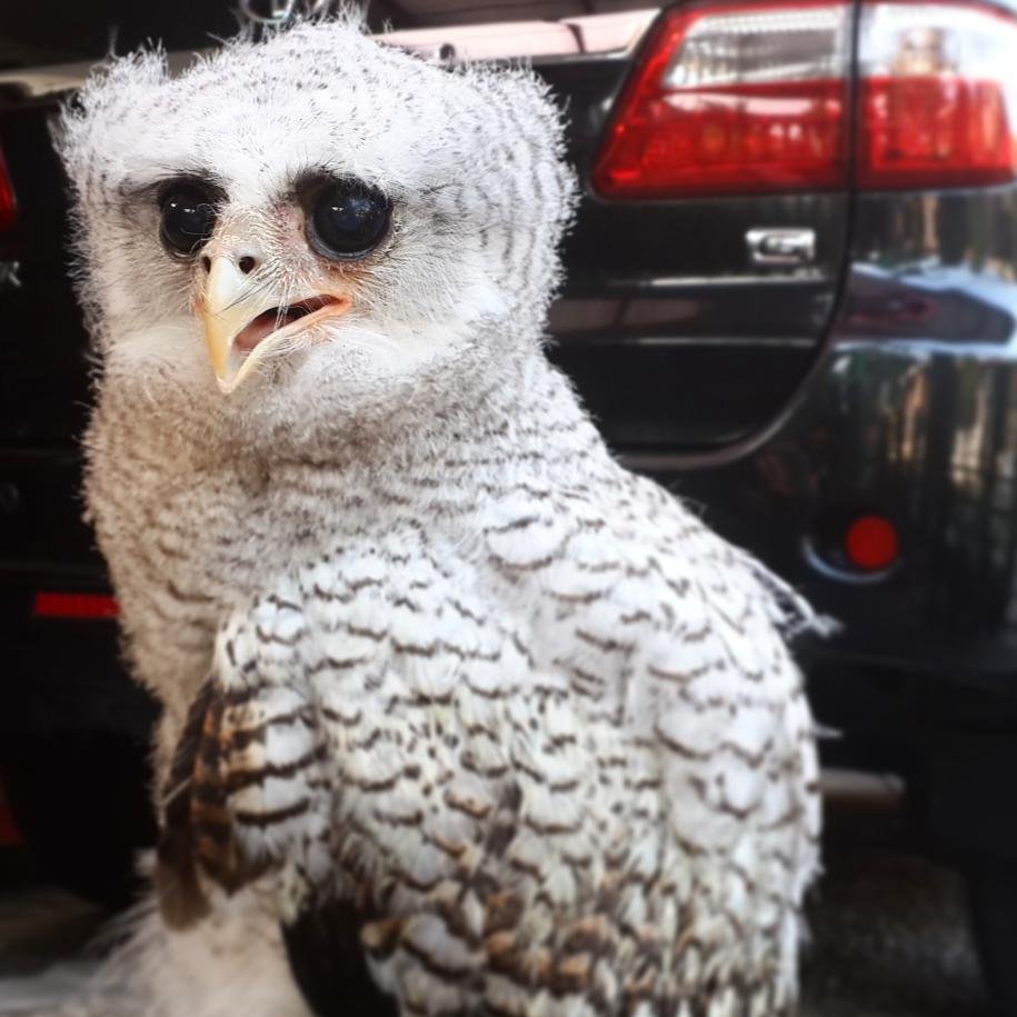 Diskusi tentang kehidupan dan merawat bop owl .... karena owl bukan sekedar hiasan dan barang dagangan