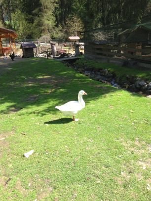 tizrossi's profile picture. 