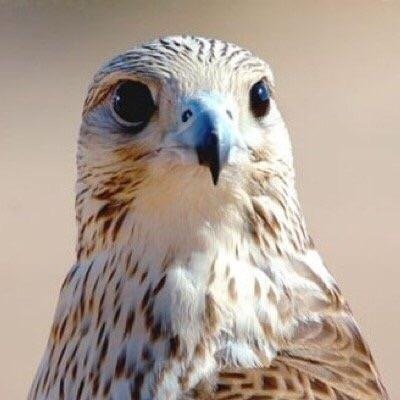 alquraishi_mmq's profile picture. 