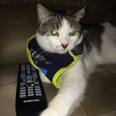 my cats name is Steevin, but you can call him Steev & this is his life.