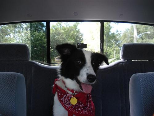 Dog Lover - Tottenham Hotspur Fan - Chris LeDoux (RIP) Fan - Long-Suffering SC Gamecock - Author - Views My Very Own