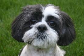 I'm a Shih-tzu. DEAL WITH IT.