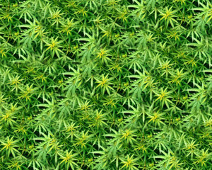 Por uma legalização conciente