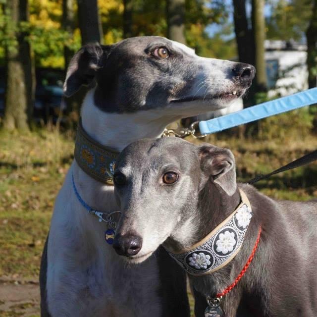 Ceddergreyhound Profile Picture