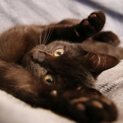 Gatoskar's profile picture. 