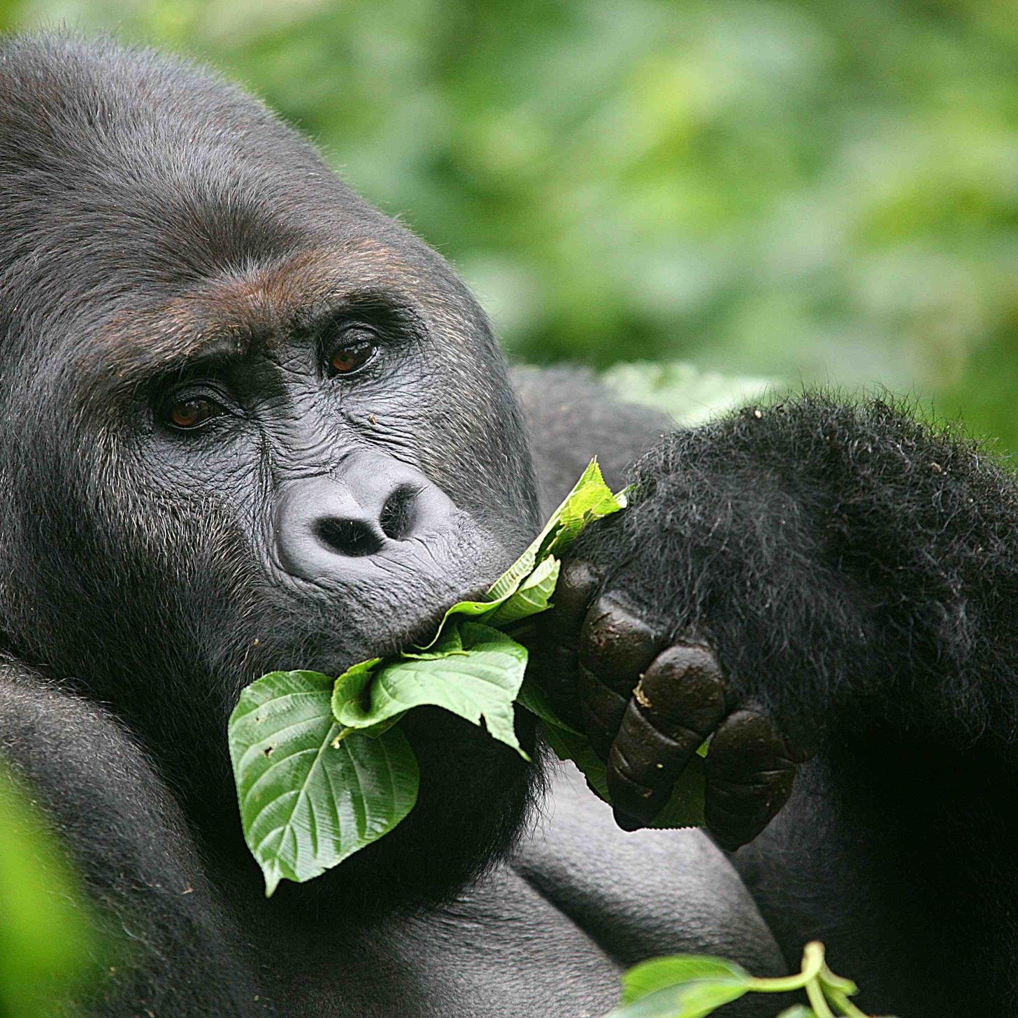 Tour and #Africatravel Operators in #Rwanda/ #Uganda for Tailor made Budget and Luxury safaris such as #Gorilla/primate trekking, #Naturewildlife safaris