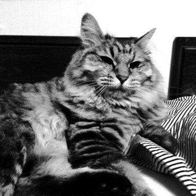 moco10_23's profile picture. ラグドールブリーダー 我が子の様に育てております。頻繁には赤ちゃんがおりませんのでご了承ください。ペットホテル、シッターも是非ご利用下さい！メッセージいただければご案内致します LINE @358yaqgk