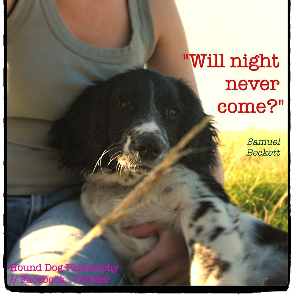 Funny thunks for the discerning hound. One day we'll print them on tea towels! Or calendars! Or dog beds! & raise £s for animal welfare. Pls share our pics :)