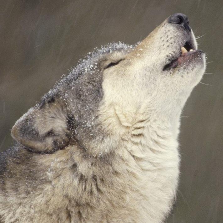 BrayTomas's profile picture. 