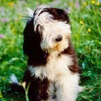 wstanzel's profile picture. 