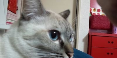 猫好きです。 黒猫のウィズ、Lv.900↑
シュガバン、ヴィタ推しです。魔道杯はのんびり｡