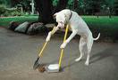 Obedience training for dogs is an informational site specializing in providing dog training tips and information