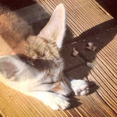 lesserpandam's profile picture. 別垢と統合予定♪しばらくお待ちください(ｏ'∀'人)