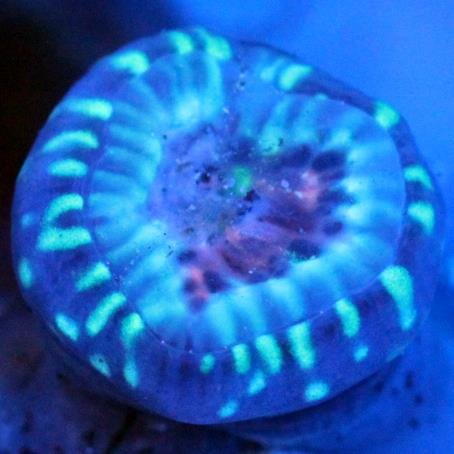 News about Zoanthids operated by http://t.co/s3Y6lxVtVM