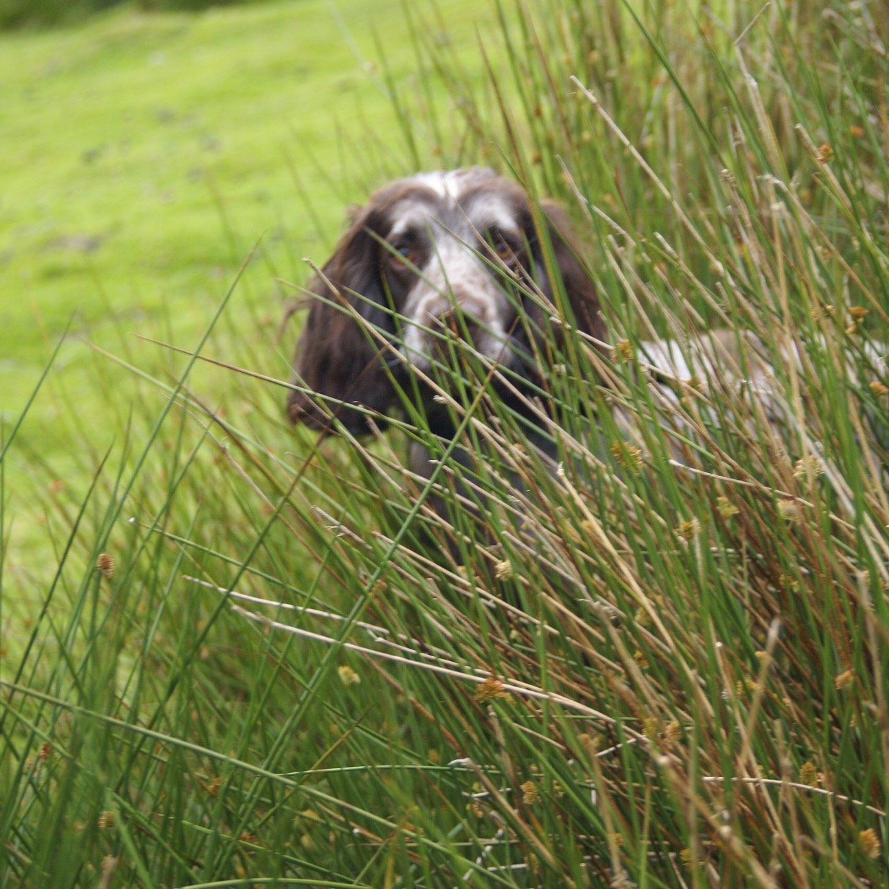 DOG Training Weekly.  Promoting kind reward based training & play techniques. DOG SPORTS UK magazine.