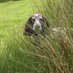 Dog Training Weekly (@dogtrainingweek) Twitter profile photo Dog Training Weekly (@dogtrainingweek) Twitter profile photo