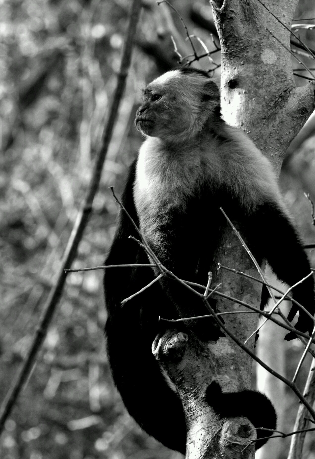 sonsofmonkeys's profile picture. Evol Biologist, Writer, Teacher, Grappler, Author of Sons of Monkeys: A New Study of the Human Animal