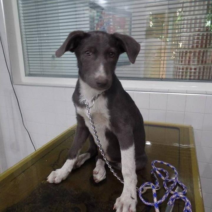 lbherts7466's profile picture. Hi, I have dedicated this page to raise awareness to the growing number of stray and abandoned dogs in Morocco.