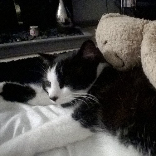 Sleepyhead hunter stud! Always on patrol with the mouse police!