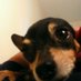 pitlinda (@hngames) Twitter profile photo