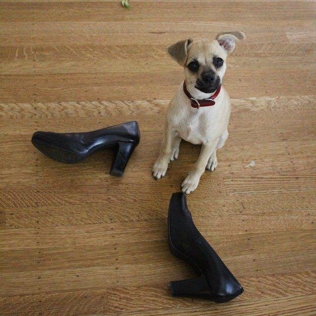 Bark is a a mobile app connecting dog owners who need to trade pet care services such as walking, kenneling, feeding or play time. Voice of mascot Rosie.