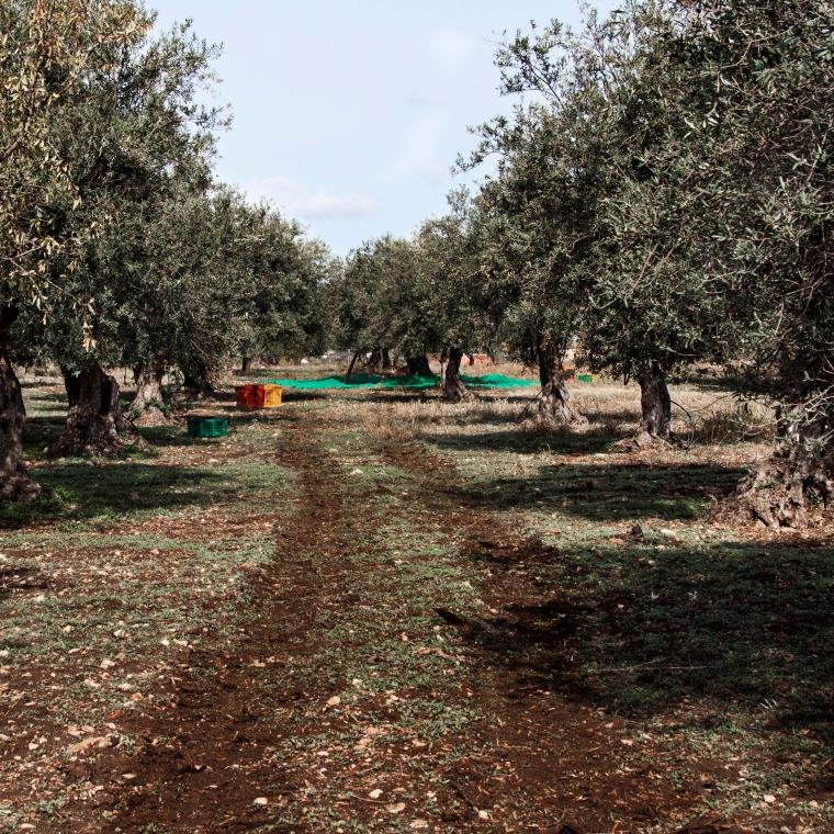 PontePiana's profile picture. 