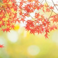 看護女子@関西 (@kangojoshi) Twitter profile photo