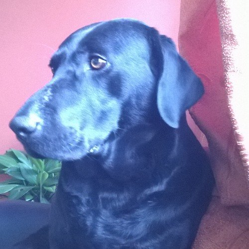 acamiloamador's profile picture. 