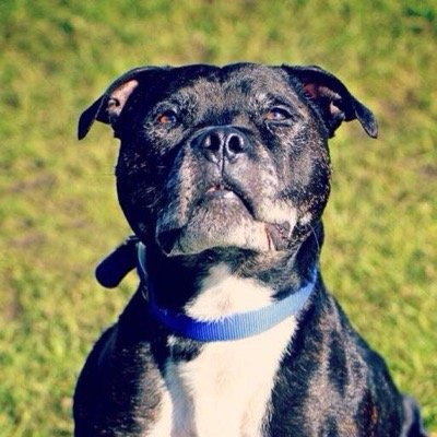 simplyseamus's profile picture. staffie lad new to twitter :)