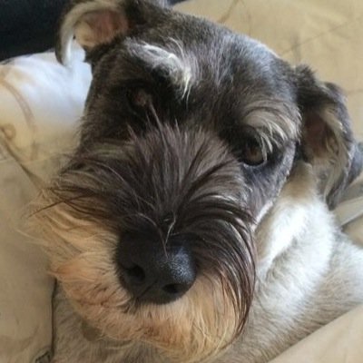 My name is Beau, but im known as BeauBear. I am a 3 year old Standard Schnauzer. I live with my Mum & Dad & im a very Pampered Pup