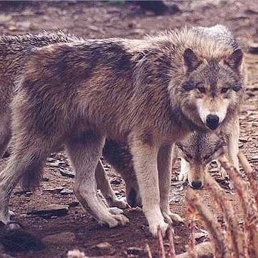 Mate: @hiestpack Pup: @AylaTheWolf No Mercy Unless your one of our own Hurt my family and I'll hunt you down and Kill you I'm Alpha Male of the Streak Pack