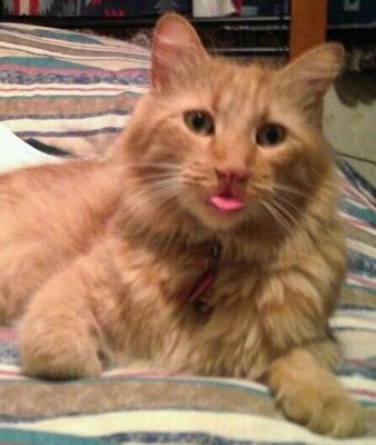 ArielSabo's profile picture. 