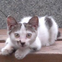 少卿 (@suido_998) Twitter profile photo