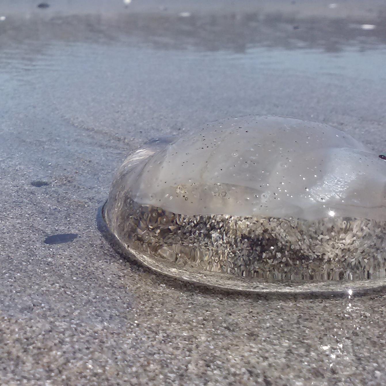 TheZebes's profile picture. I know what you are