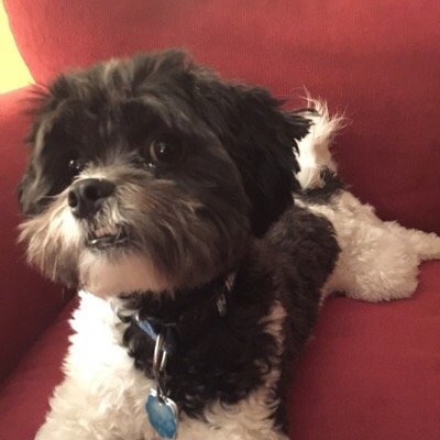 jaxlibs's profile picture. Gues whats fools! I is a dog! I chases my tail and my favorite food is meatloafs. Brother of @josejoseths and son of @jmrj334. Im a Shi-tzu Maltese mix!