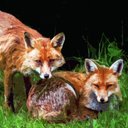 The SPN Fox Sisters - @spnfoxsisters - Twitter