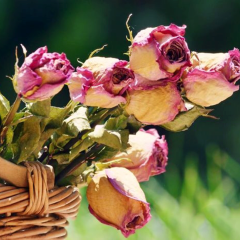 belleisa72's profile picture. 