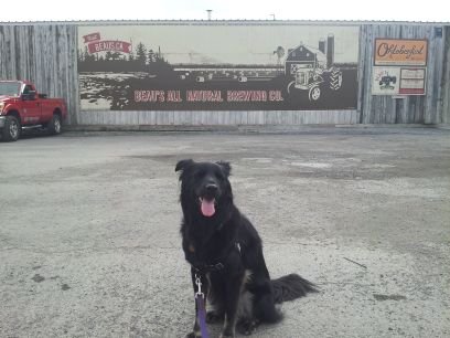 I'm a flat-coat retriever mix. Born March 15, 2010.