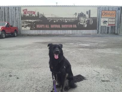 I'm a flat-coat retriever mix. Born March 15, 2010.