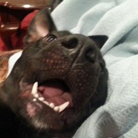 Hikikomori Povich (@childfreedad) 's Twitter Profile Photo