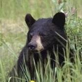 ktwit2003's profile picture. Not your average bear.Like Redskins football,NASCAR racing,Conservative,common sense thinker Believe in God & the America I grew up in.Pray for peace daily.