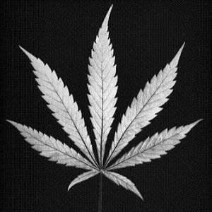 Live | Laugh | Smoke

For all business inquiries and submissions: weededupways@gmail.com