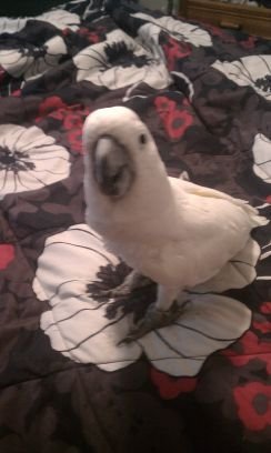 Iagosmommy's profile picture. 