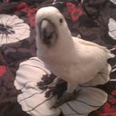 Angel Randolph - @Iagosmommy - Twitter