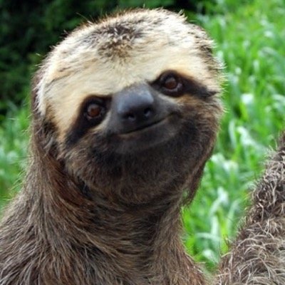 Its ya boy pauly sloth