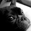 Ronnie James Dio - @dio_the_dog - Twitter