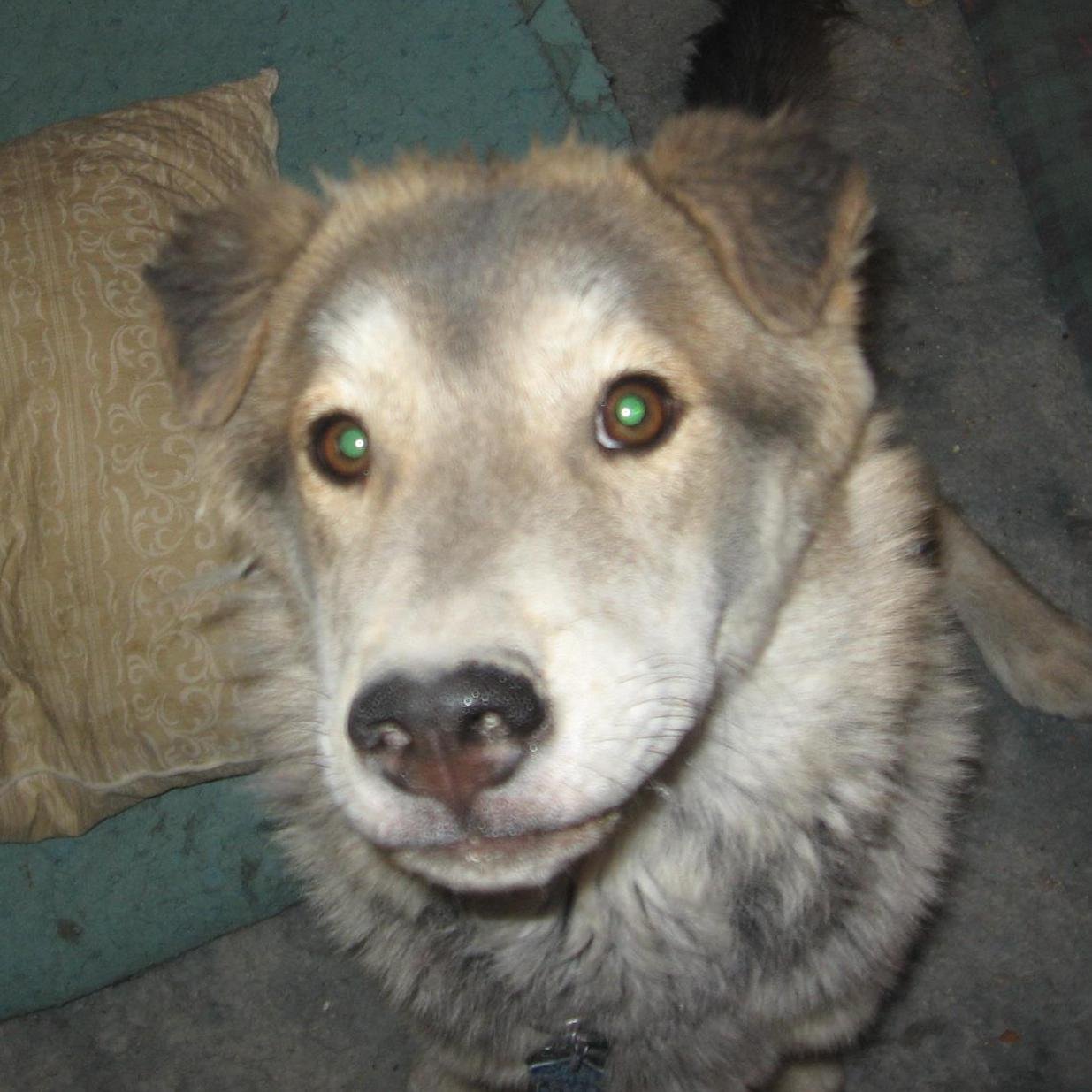 We are a #Volunteer run #animalsanctuary in #Nevada expanding to help all types of #animals kept as pets. From #farmanimals to #exoticpets. We love them all.