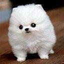 215Aaa1's profile picture. かわいすぎる動物たちの画像をツイートしていきます(^-^)