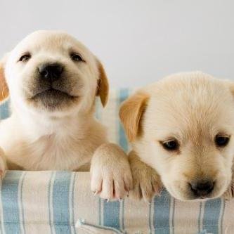 最高の犬画像で癒やされて下さい。
癒やしをてテーマにツイートしていくので楽しん頂ければ幸いです。これからもよろしくお願いします(・∀・)